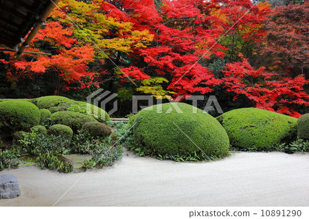 Autumn leaves of Shisen-do 10891290