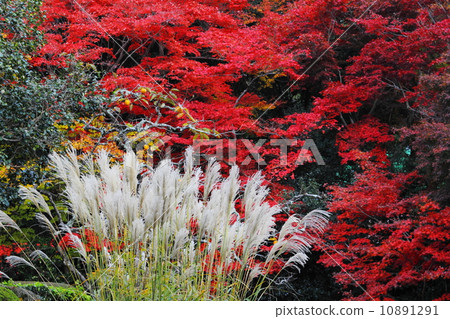 Susuki和秋葉 Susuki和秋葉 10891291