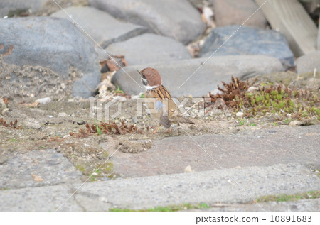 Sparrow Sparrow 10891683
