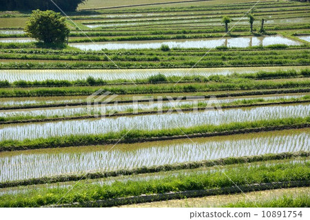 Terraced scenery of Kyoto Koshiwata Terraced scenery of Kyoto Koshiwata 10891754
