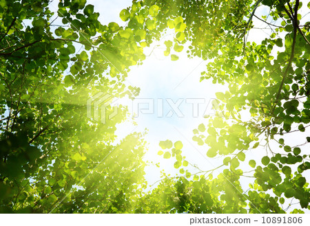 sun in deep forest sun in deep forest 10891806