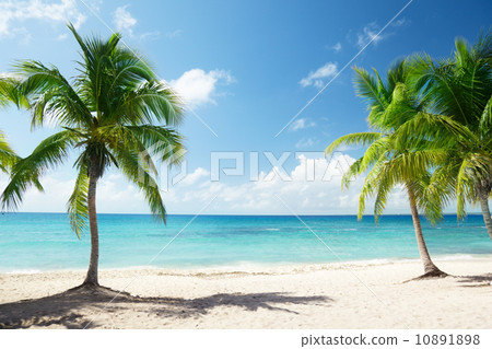 Caribbean sea and coconut palms Caribbean sea and coconut palms 10891898