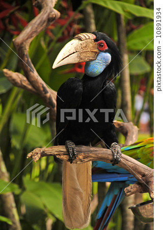 Wreathed hornbill Wreathed hornbill 10891934