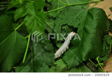 Tomioka蠶蠶 10892629