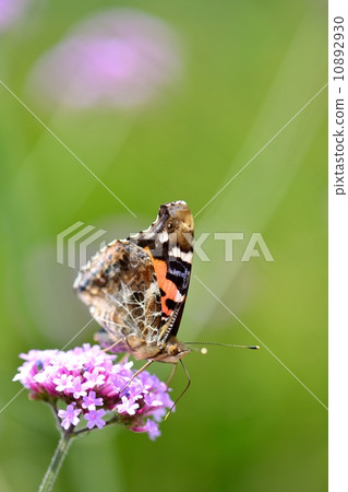 Shark's beard Shark's beard 10892930