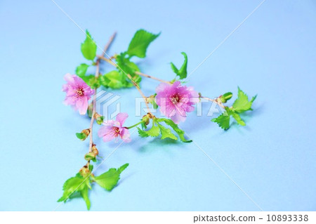 Flower background material, Mamezakura horticultural varieties Ooi cherry blossoms, blue background horizontal position 10893338