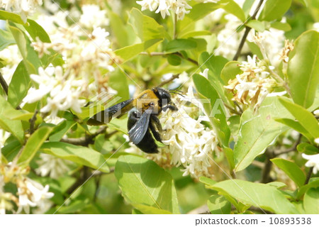 Carpenter bee 10893538