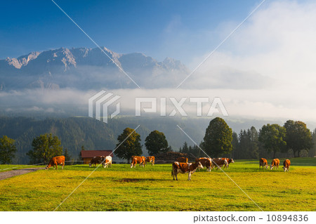 On pasture in the morning mist On pasture in the morning mist 10894836