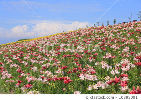 大阪Mai-zu·Yurien 10895091