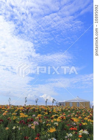 大阪Mai-zu·Yurien 10895092