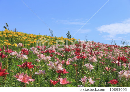 大阪Mai-zu·Yurien 10895093