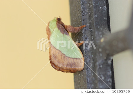 Hilo Heli Aoi Raga 02 10895799