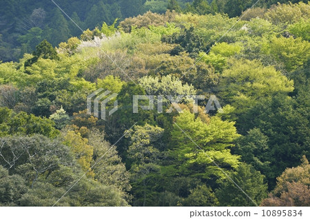Spring forest Spring forest 10895834