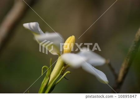 Gardenia flower Gardenia flower 10895847