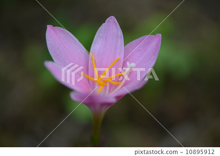 Saffron Moddoki 10895912