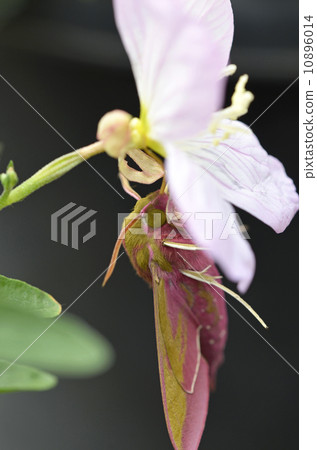 Bennisetti (red flag moth) 10896014
