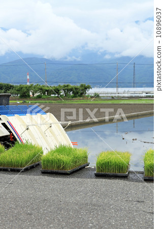 水稻種植前 10896037