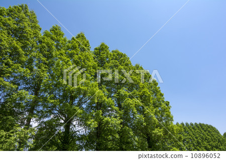 Tree of trees and blue skies of Metasequoia 10896052