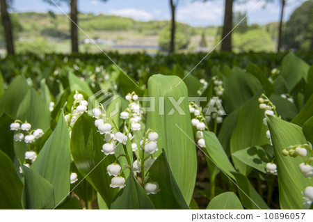 Landscape of the Valley of the valley 10896057