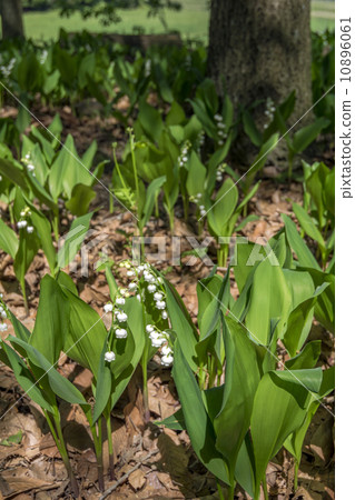 Lily of the valley of the valley in the forest 10896061