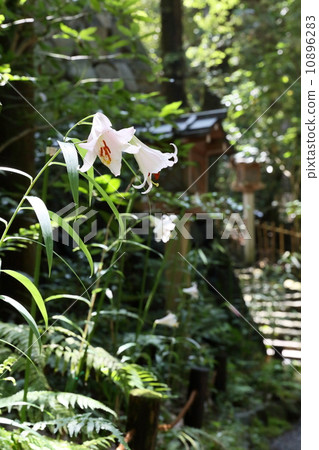 Oogami Shrine(Sakurai)的Sasayuri Oogami Shrine(Sakurai)的Sasayuri 10896283