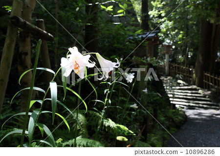 Oogami Shrine(Sakurai)的Sasayuri Oogami Shrine(Sakurai)的Sasayuri 10896286