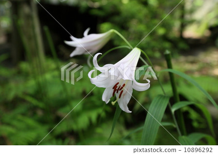 Shisuri（小笠神社） 10896292