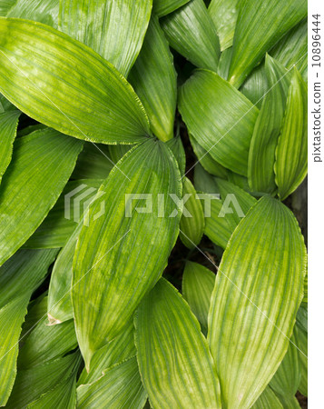 Alishan Hime Balan 10896444