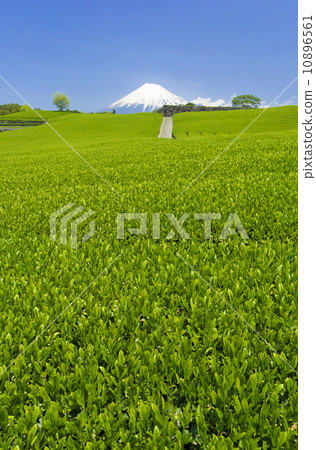 茶園和富士山(茶葉收穫前生動的綠色和藍天茶田是完整的。) 茶園和富士山(茶葉收穫前生動的綠色和藍天茶田是完整的。) 10896561