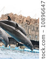 海豚跳 10896647