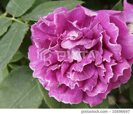 白色混合玫瑰 白色混合玫瑰 10896697