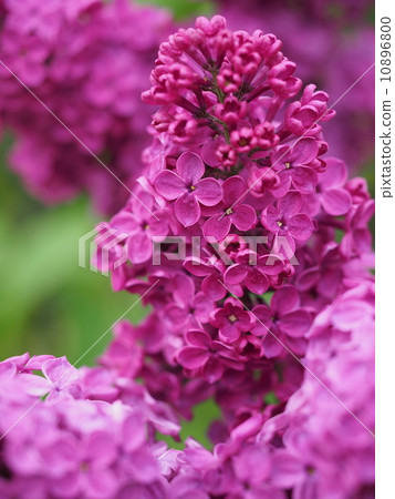 Lilac in full bloom 10896800