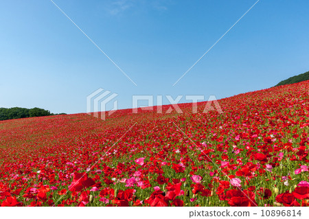 Poppies of Chichibu Takahara Ranch Poppies of Chichibu Takahara Ranch 10896814