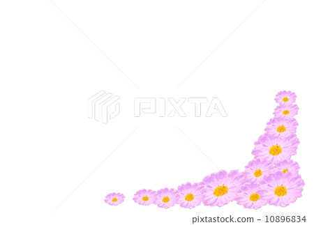 粉紅色的花朵 粉紅色的花朵 10896834