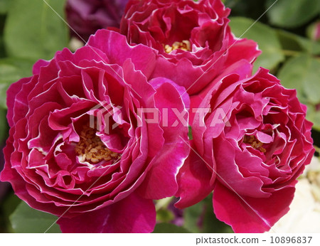 深紅色的玫瑰 10896837