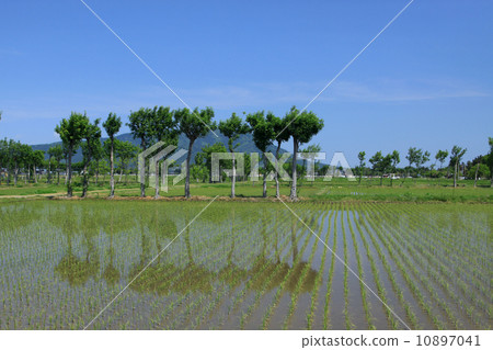 Hasa tree of Natsui 10897041