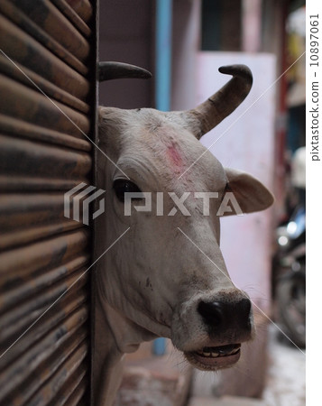 buffalo buffalo 10897061