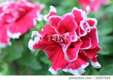 Yae Petunia 10897084