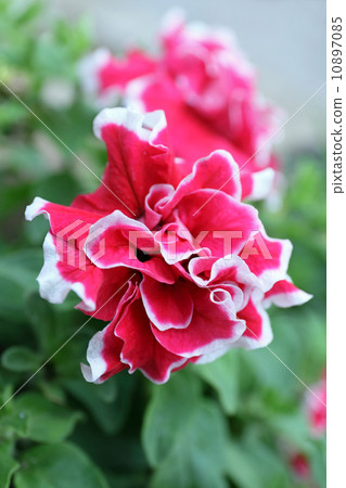 Yae Petunia 10897085