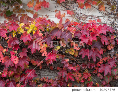 Autumn tinted ivy Autumn tinted ivy 10897176