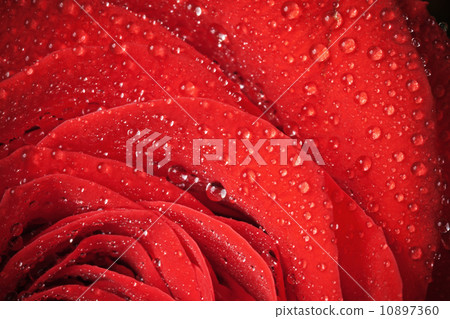 Red rose flower with water droplets. Close-up photo with shallow depth of field Red rose flower with water droplets. Close-up photo with shallow depth of field 10897360
