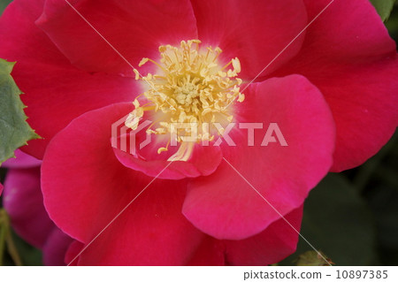 紅色起來了 10897385