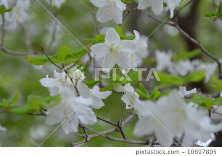 Tanzawa Mountains Shio 10897805