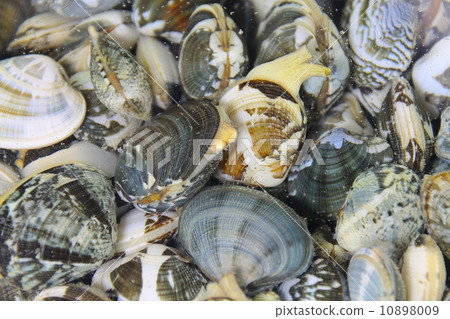 用蛤蜊挖的蛤蜊夾子 10898009