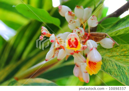 Macular moon peach Macular moon peach 10898337