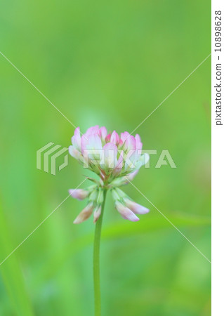 Clover Clover 10898628