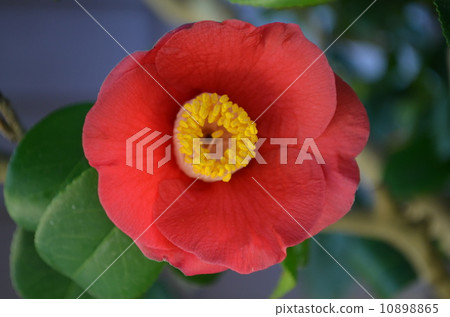 Camellia 10898865