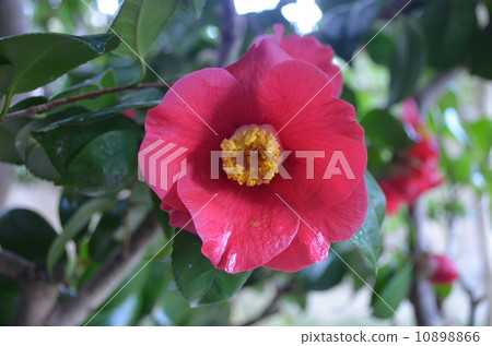 Camellia Camellia 10898866