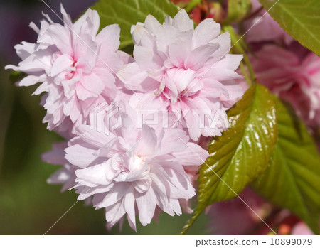 Kiku-shidare-zakura 10899079