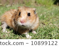 Golden hamster 10899122